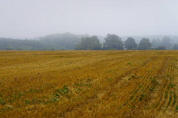 rural landscape, view of distant trees in fog, blurred light brown field in front
