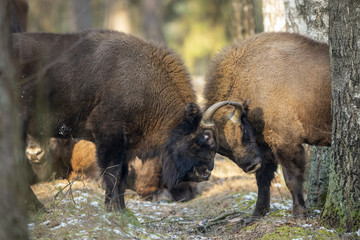 European bison - Bison bonasus in the Knyszyn Forest (Poland) © szczepank