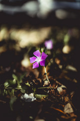 purple flower