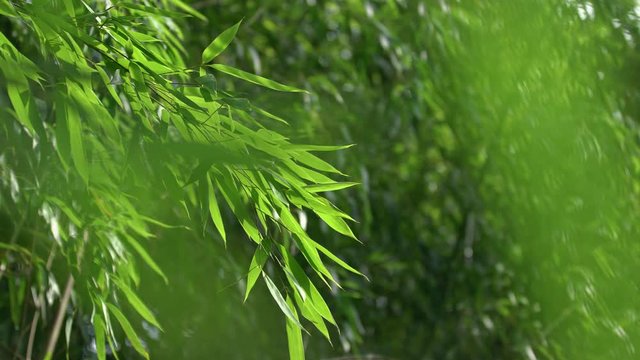 Fresh and green bamboo leaves swing with the wind in summer.