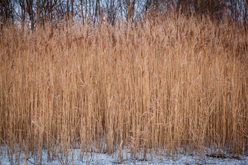 A cornfield