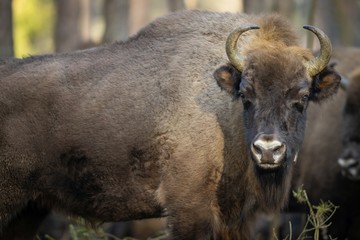 European bison - Bison bonasus in the Knyszyn Forest (Poland) © szczepank