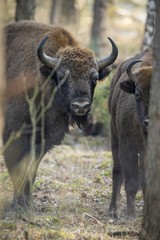 European bison - Bison bonasus in the Knyszyn Forest (Poland)