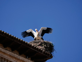 bird
