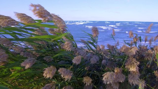 Lake Balkhash. Kazakhstan. 