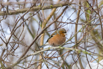 Ein Buchfink sitzt auf einem Ast an einem Wintertag im Februar.