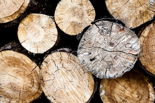 Logs trees