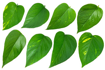 Green leaves of creeper isolated on white background
