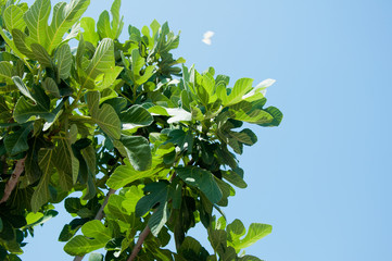 Fototapeta na wymiar gambel oak branch with green leaves