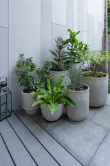Beautiful green natural trees in pot decorate the gardening with gray wall and wooden floor interior