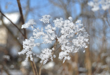 Frosted plant