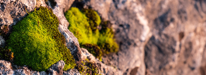 Banner: Moos (rechts) an Felsen in der Natur im Abendlicht