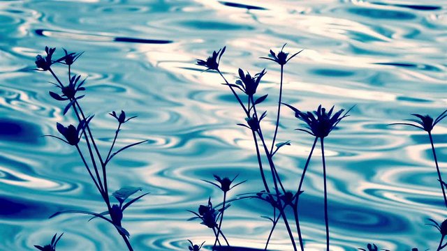 Wild flowers waving over blur water surface with sun reflection. Slow motion. Beautiful colorful background at sunny day. Nature relaxation texture. Meditative scene. Zen concept. 