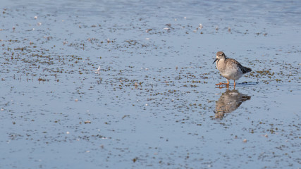 A wader stood in the shallows with a reflection on the waters surface