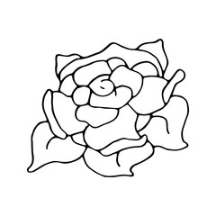 Large doodle rose flower with petals. Hand drawn vector. Isolated on white background.