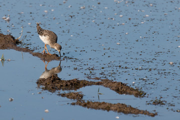 A wader foraging in the shallows whilst being reflected in the surface of the water