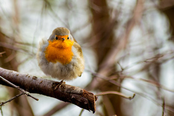 Robin bird sitting in wildlife 