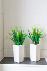 Two grass plants in a bathroom