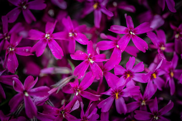 Nice purple flowers and green leaves spring nature macro 