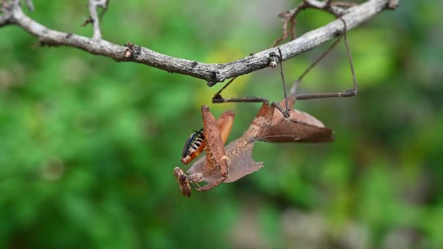 Dead Leaf Mantis, Deroplatys desiccata; preening its right foreleg while hanging upside down.