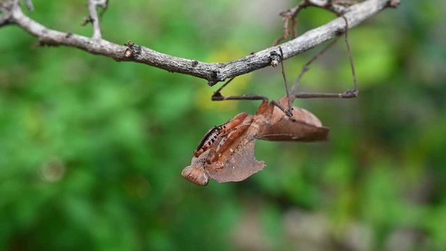 Dead Leaf Mantis, Deroplatys desiccata; pretending to be a dead leaf while swinging a little as its forelegs sticking to its body.