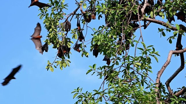 Lyle's Flying Fox or Pteropus lyleior; hanging bats on a thick foliage while others fly around during a bright sunny day with a bluesky.