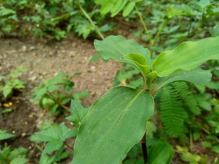 Green weeds grass in the nature background
