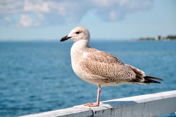 Single seagull (Larinae) standing on the railing of the pier. Bird on a white balustrade with a blurred marine background.