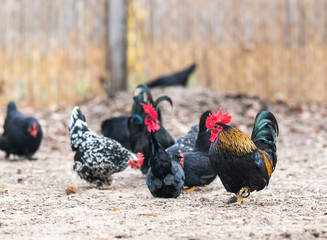 Rooster and chickens in the farmyard