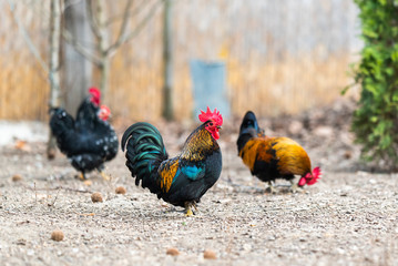 Rooster and chickens in the farmyard