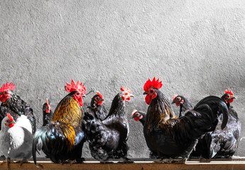 Rooster and chickens in the henhouse © Dusan Kostic