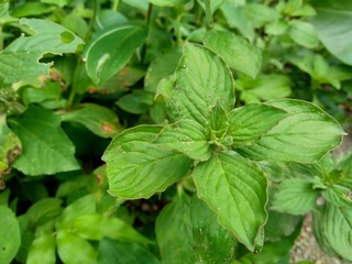 Green weeds grass in the nature background