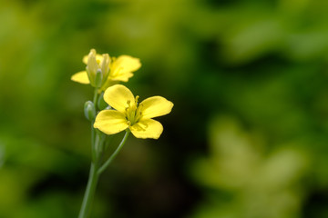 Obraz na płótnie Canvas Gelbe Blüten der Senfrauke / Rucola (lat. Eruca vesicaria subsp. sativa)