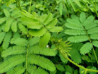 Green weeds grass in the nature background