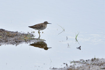 Alpenstrandläufer (Calidris alpina) im Schlichtkleid