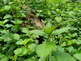 Green weeds grass in the nature background