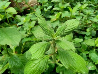 Green weeds grass in the nature background
