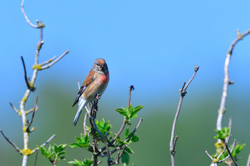 Bluthänfling Männchen singt vor blauen Himmel