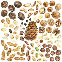 Set of nuts on a white background. Peeled nuts and whole nuts in shell. Drawing with colored pencils.