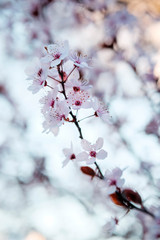 Bluish sky background with a branch of blooming cherry. Cherry bloom close up. Cherry flower branch. Cherry tree. 