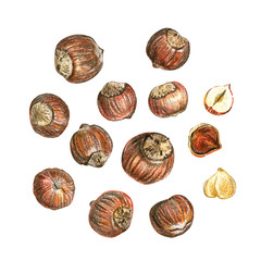 Set of hazelnuts on a white background. Peeled nuts and whole nuts in shell. Drawing with colored pencils.