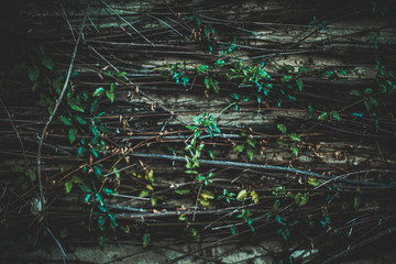 vines on wall