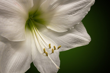 white hippeastrum flower close up