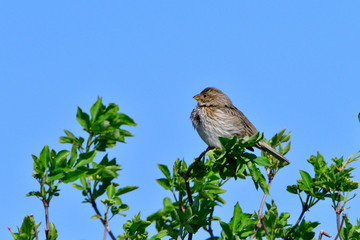 Grauammer auf einer Sitzwarte