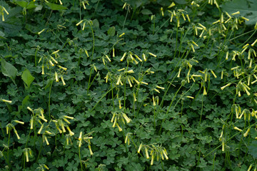 P.N. Guadalhorce. Pared de flores amarillas. DSC 00826