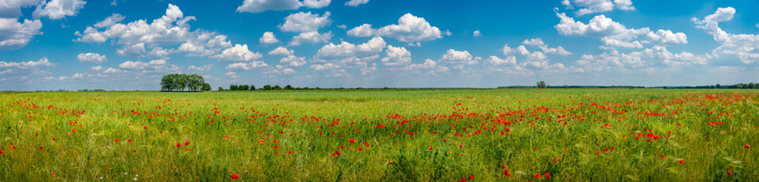 Panoramic view over grassland landscape with red meadow field of poppies and beautiful nature at Spring countryside, wide angle