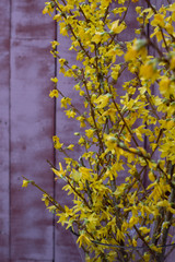 Yellow winter jasmine flowering against a pink background.