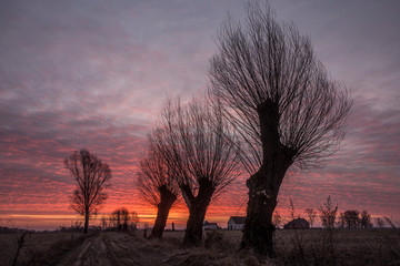 Sunset Trees © Grzegorz