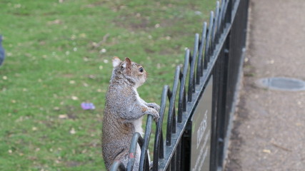 Squirrel seeing