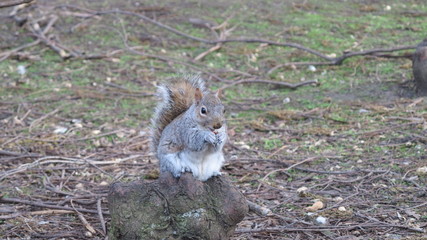 Squirrel eating